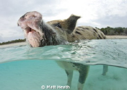 Split Shot of Swimming Pigs. by Matt Heath 